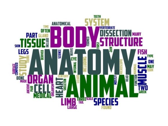 Zootomy Typography Skinny Tumbler
